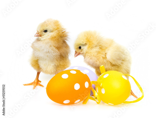 Photo: easter eggs and chickens easter eggs and chickens
