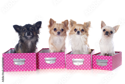 Photo: four chihuahuas four chihuahuas