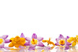 crocuses