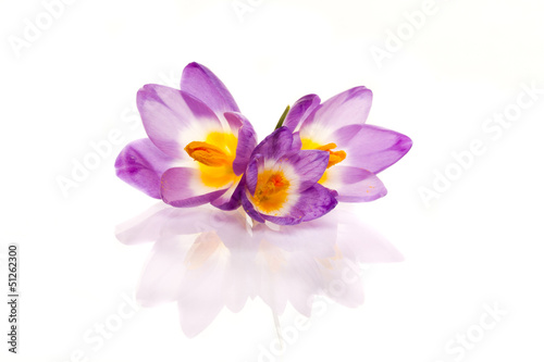 Photo: crocuses crocuses