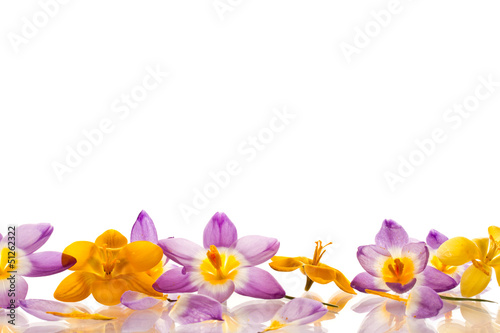 Photo: crocuses crocuses