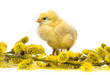 Spring Chicken And Spring Branch
