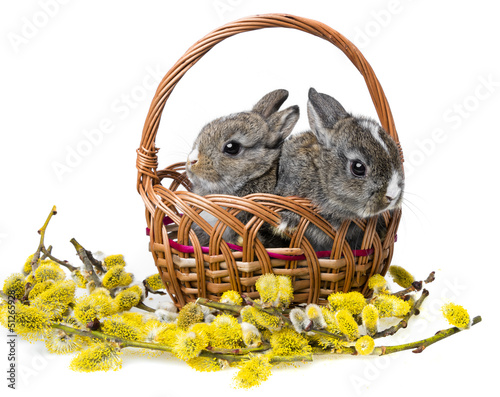 Photo: two little rabbits in a basket and spring branch two little rabbits in a basket and spring branch