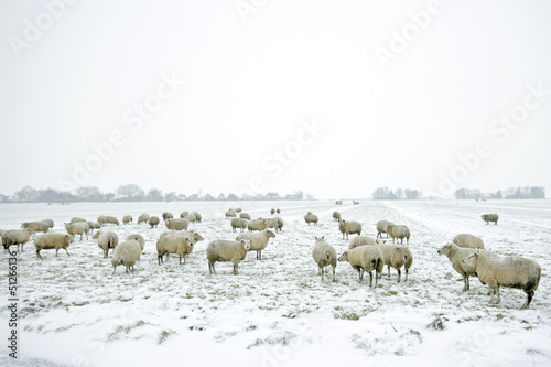 Photo: Sheep in the countryside from the Netherlands in winter Sheep in the countryside from the Netherlands in winter