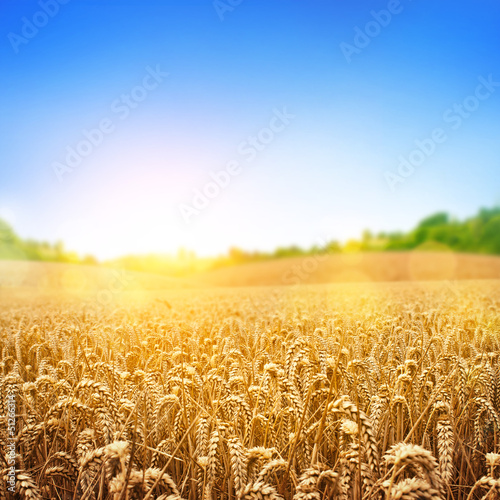 Photo: Golden Wheat Field Golden Wheat Field