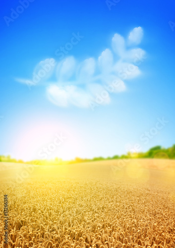 Photo: Golden Wheat Fields Golden Wheat Fields