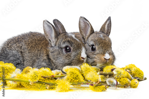Photo: two little rabbits and spring flowering branch two little rabbits and spring flowering branch