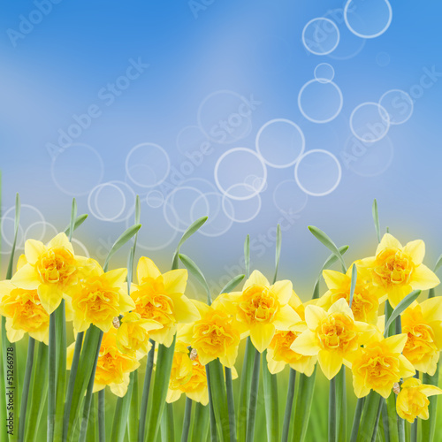 Photo: spring narcissus garden spring narcissus garden