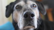Dog with moist nose sniffing the air.
