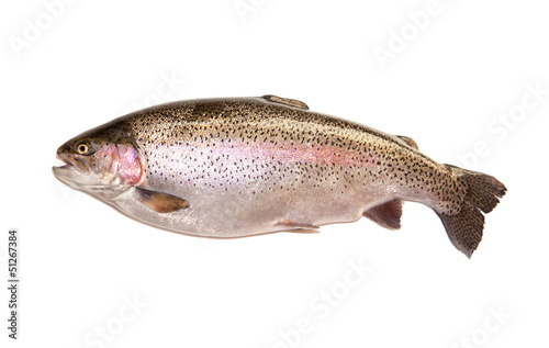 Photo: Rainbow trout on a white studio background. Rainbow trout on a white studio background.
