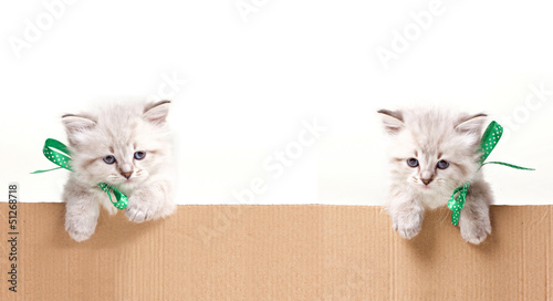 Photo: two little kittens look out from box two little kittens look out from box