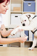 Tierarzt verbindet Pfote eines Hundes