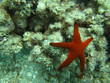 Single Star
