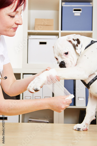 Photo: Tierarzt verbindet Pfote eines Hundes Tierarzt verbindet Pfote eines Hundes