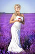Beautiful bride in lavender field at wedding dress