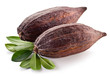 Cocoa pod