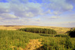 Soussons forrest dartmoor national park, devon