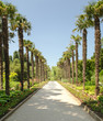 Palm-trees (Ukraine, Crimea, Yalta)