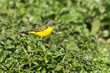Motacilla cinerea