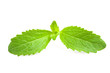 stevia rebaudiana