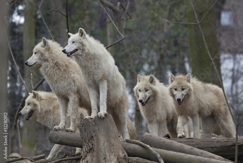 Photo: Horde of arctic wolves Horde of arctic wolves