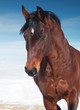 motion portrait of galloping beautiful   horse. winter