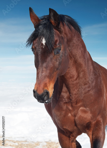 Photo: motion portrait of galloping beautiful horse. winter motion portrait of galloping beautiful horse. winter