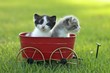 Kittens Outdoors in Natural Light