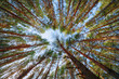 The sky through pines