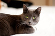Katze