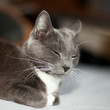 Katze