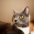 Katze