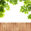 Green leaves with wood fence on white background