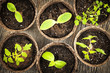 Seedlings growing in peat moss pots