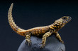 Armadillo lizard / Cordylus cataphractus