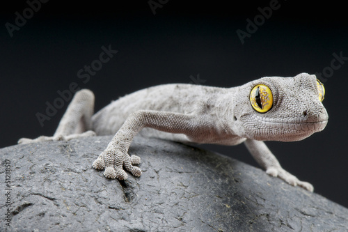 Photo: Spiny-tailed gecko / Strophurus spinigerus Spiny-tailed gecko / Strophurus spinigerus