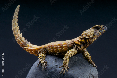 Photo: Armadillo lizard / Cordylus cataphractus Armadillo lizard / Cordylus cataphractus