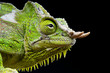 Four-horned chameleon / Trioceros quadricornis