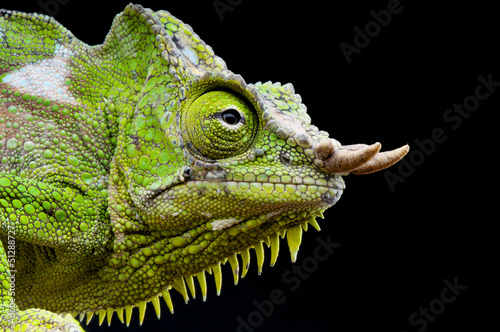 Photo: Four-horned chameleon / Trioceros quadricornis Four-horned chameleon / Trioceros quadricornis