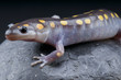 Spotted mole salamander / Ambystoma maculatum