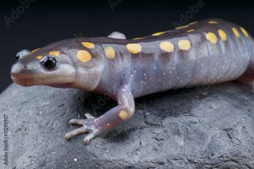 Photo: Spotted mole salamander / Ambystoma maculatum Spotted mole salamander / Ambystoma maculatum