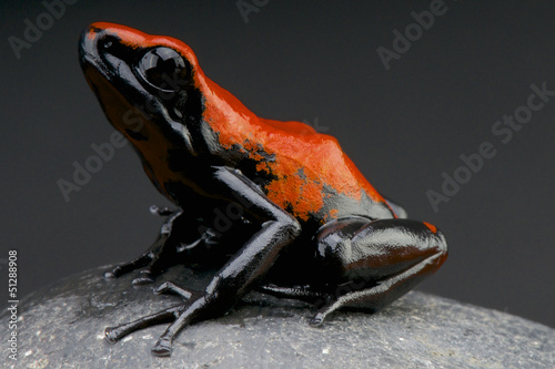 Photo: Splash-backed dart frog / Adelphobates galactonotus Splash-backed dart frog / Adelphobates galactonotus