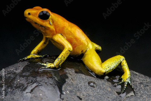 Photo: Orange poison frog / Phylloates terribilis Orange poison frog / Phylloates terribilis