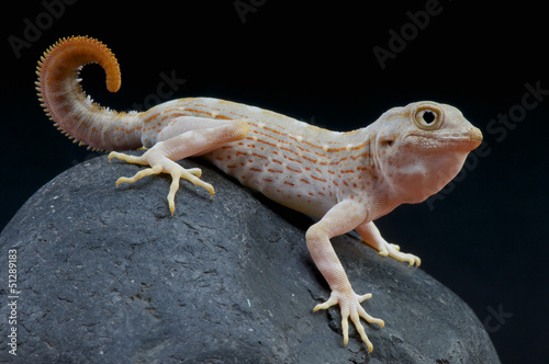 Photo: Scorpion gecko / Pristurus carteri Scorpion gecko / Pristurus carteri