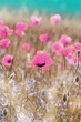 Photo: Red poppies Red poppies