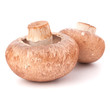 Brown champignon mushroom