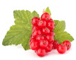 Red currants and green leaves still life