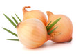Onion vegetable