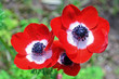 Tris di anemoni rossi