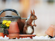 red squirrel on the garden table